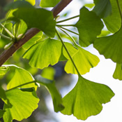 Ginkgo